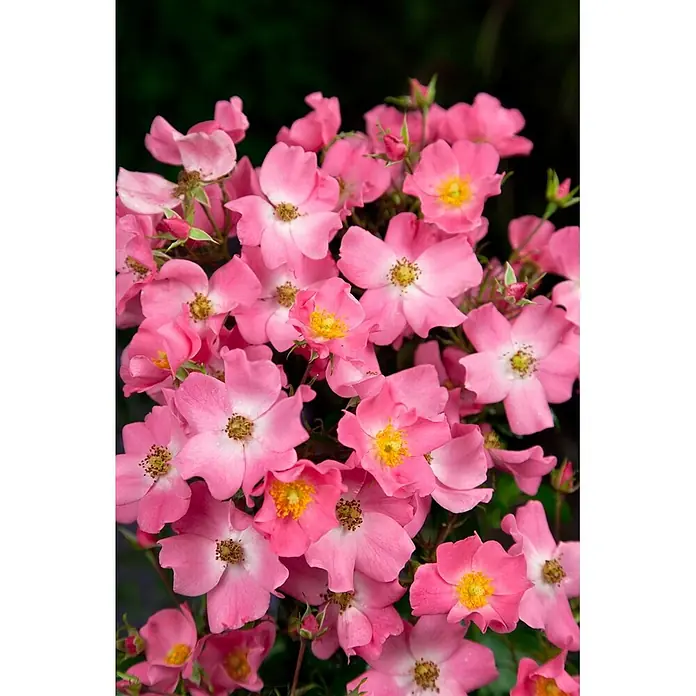 Pflanzen für dich Beetrose 5-7,5 Liter - Rosa 'Fortuna', Orange - Viele leuchtend pinke Blüten mit auffälligen gelben Zentren.