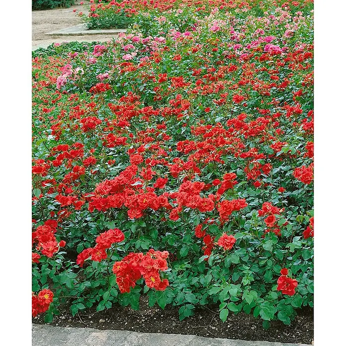 Pflanzen für dich Beetrose 5-7,5 Liter - Rosa 'La Sevillana', Rot - Lebhaft rote und pinke Rosen blühen üppig in einem Gartenbeet und schaffen ein wunderschönes Blumenmeer.