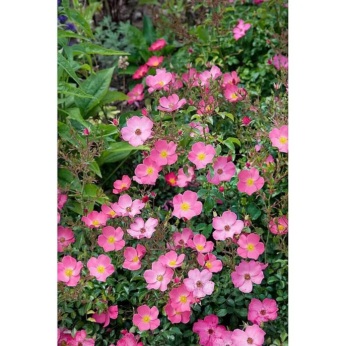 Pflanzen für dich Beetrose 5-7,5 Liter - Rosa 'Fortuna', Orange - Ein üppiger Busch mit kleinen, leuchtend rosa Blüten und gelben Mitten, reichlich blühend im Garten.