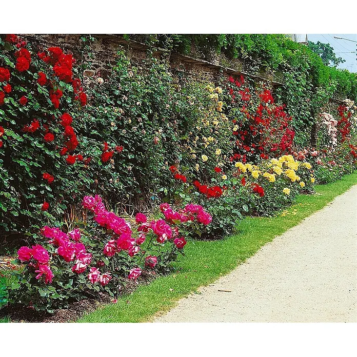 Pflanzen für dich Beetrose 3-5 Liter - Rosa 'Chorus', Orange - Ein farbenprächtiger Rosengarten mit roten, gelben und pinken Kletterrosen an einer Steinmauer neben einem Spazierweg.
