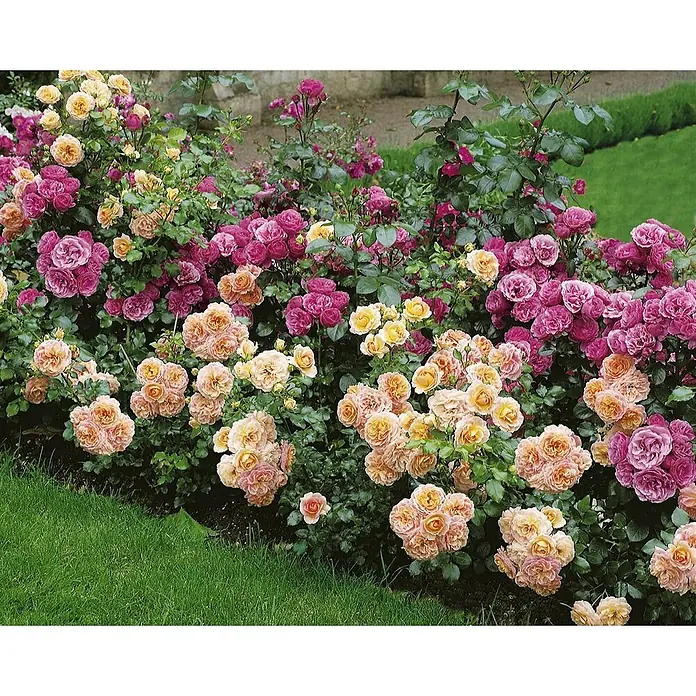Pflanzen für dich Beetrose 3-5 Liter - Rosa 'Chorus', Orange - Ein lebendiger Rosenbusch mit Blüten in Rosa, Lila, Gelb und Pfirsich.