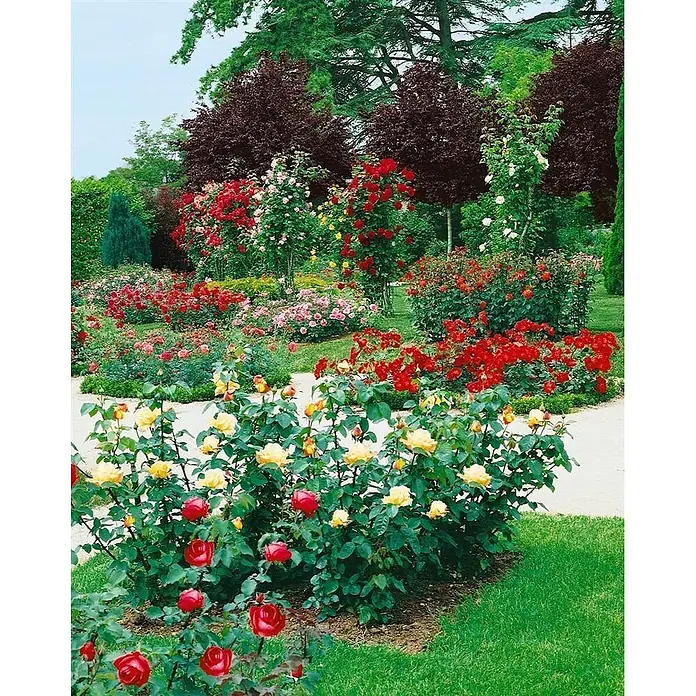 Pflanzen für dich Beetrose 3-5 Liter - Rosa 'Chorus', Orange - Ein lebhafter Garten voller zahlreicher roter, gelber, rosa und weißer Rosenbüsche, mit grünen Bäumen und einem Weg.