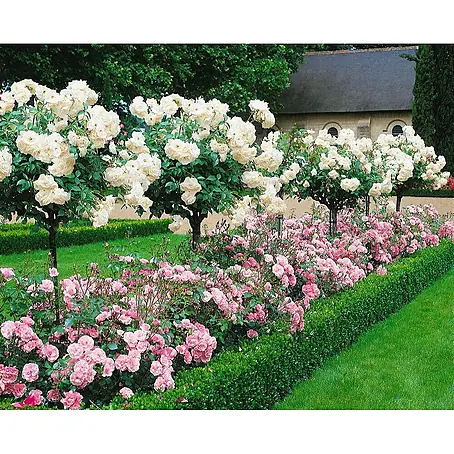 Pflanzen für dich  Bodendeckerrose 3-5 Liter