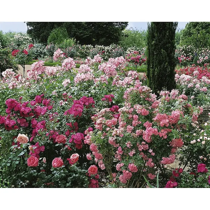 Pflanzen für dich Beetrose 3-5 Liter - Rosa 'Chorus', Orange - Ein üppiger Rosengarten mit zahlreichen Büschen in Rosa-, Fuchsia- und Rottönen, die eine lebendige Blumenlandschaft bilden.