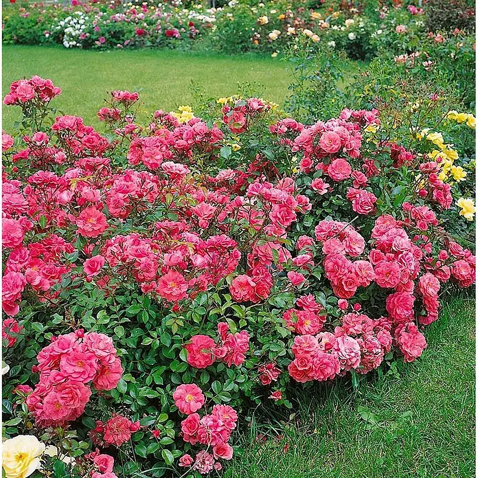 Pflanzen für dich Beetrose 5-7,5 Liter - Rosa 'Bad Birnbach', Rosa - Ein dichter Busch leuchtend pinker Rosen, der üppig in einem Garten blüht.