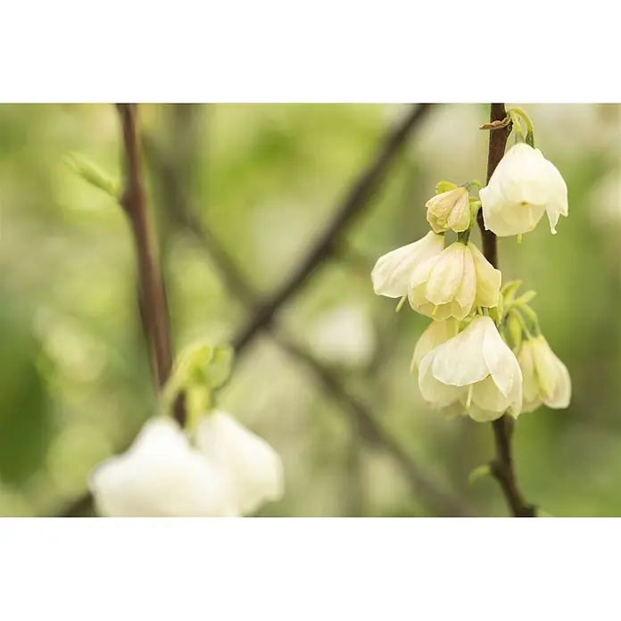 Pflanzen für dich Blumen-Hartriegel 60-80 cm - Halesia carolina, Aktuelle Wuchshöhe: 60 cm - 80 cm, Weiß - Weiße, glockenförmige Blüten an einem Ast.