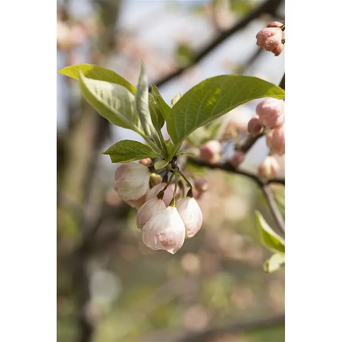 Pflanzen für dich Blumen-Hartriegel 60-80 cm - Halesia carolina, Aktuelle Wuchshöhe: 60 cm - 80 cm, Weiß - Geschlossene hellrosa Blütenknospen und grüne Blätter an einem Ast.