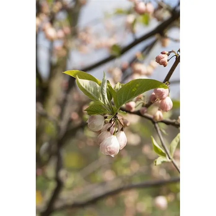 Pflanzen für dich Blumen-Hartriegel 60-80 cm - Halesia carolina, Aktuelle Wuchshöhe: 60 cm - 80 cm, Weiß - Zweig mit hellrosa Blütenknospen und frischen grünen Blättern.