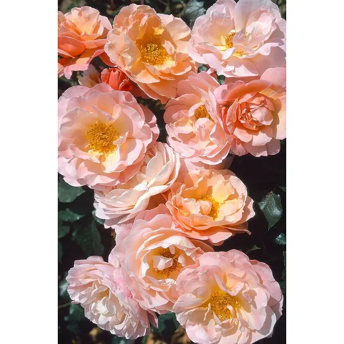 Pflanzen für dich Beetrose 5-7,5 Liter - Rosa 'Marie Curie', Orange - Ein lebhaftes Arrangement blühender Rosen in Pfirsich- und Rosatönen mit leuchtend gelben Mitten.