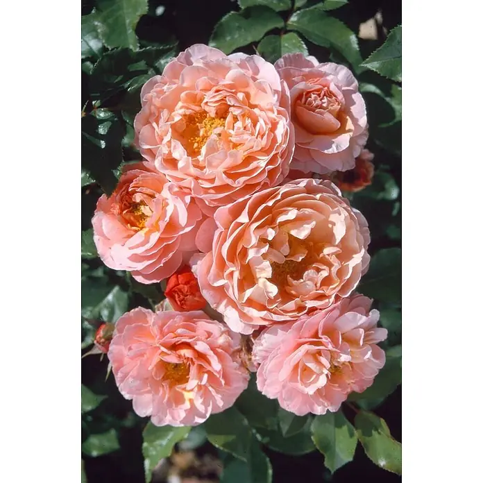 Pflanzen für dich Beetrose 5-7,5 Liter - Rosa 'Marie Curie', Orange - Ein Strauß blühender pfirsichrosa Rosen mit leuchtend gelben Zentren, der mehrere offene Blüten und Knospen zeigt.