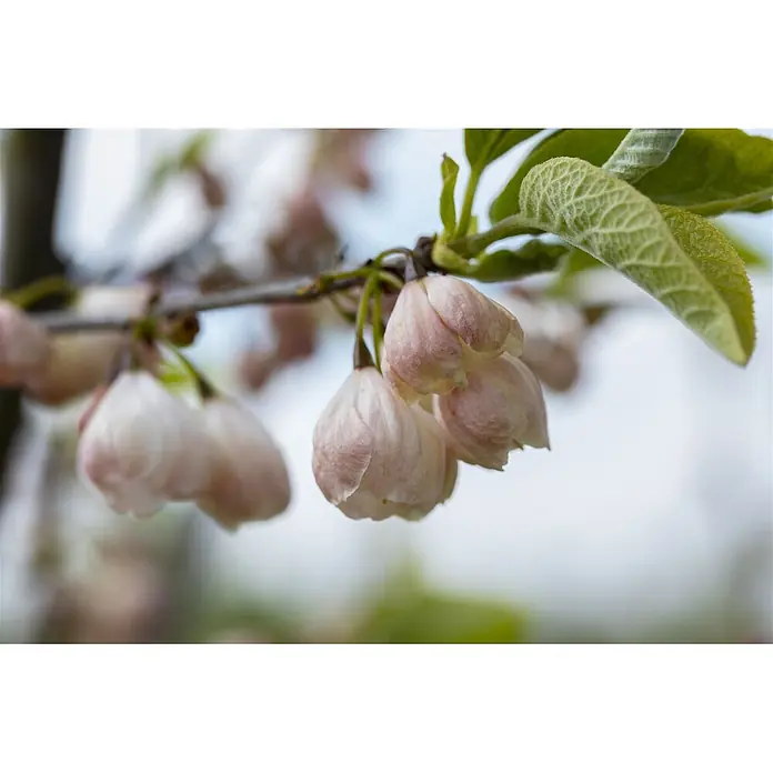 Pflanzen für dich Blumen-Hartriegel 60-80 cm - Halesia carolina, Aktuelle Wuchshöhe: 60 cm - 80 cm, Weiß - Nahaufnahme zarter hellrosa Blütenknospen mit grünen Blättern an einem braunen Ast vor weichem, verschwommenem Hintergrund.
