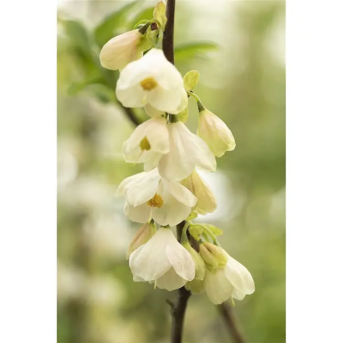 Pflanzen für dich Blumen-Hartriegel 60-80 cm - Halesia carolina, Aktuelle Wuchshöhe: 60 cm - 80 cm, Weiß - Helle, glockenförmige Blüten mit gelben Zentren hängen an einem dunklen Ast.