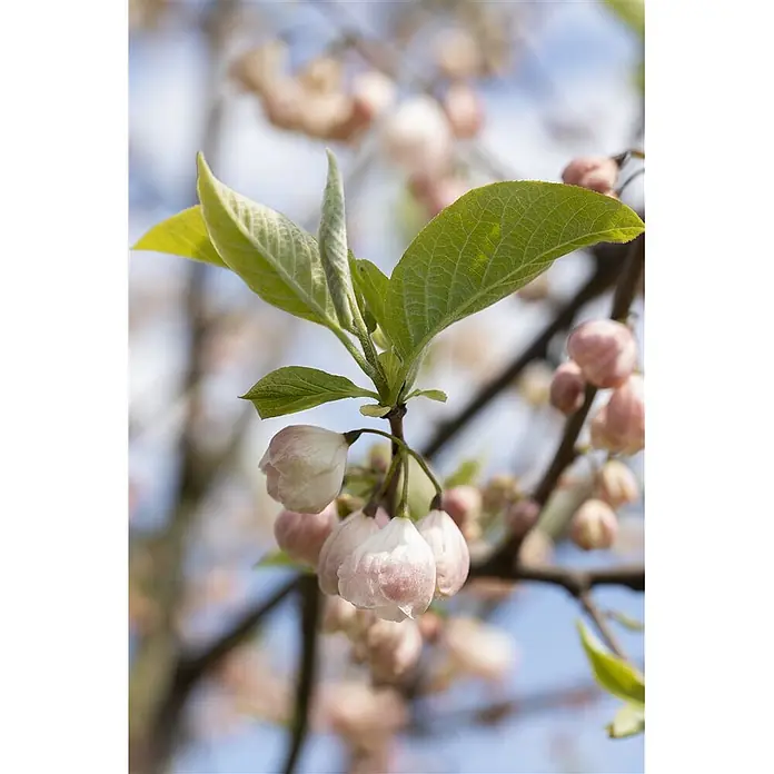 Pflanzen für dich Blumen-Hartriegel 60-80 cm - Halesia carolina, Aktuelle Wuchshöhe: 60 cm - 80 cm, Weiß - Hellrosa, glockenförmige Blütenknospen und frische grüne Blätter sprießen von einem Ast.