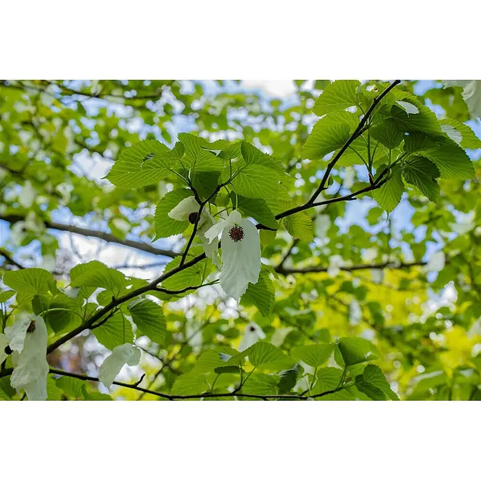 Pflanzen für dich Blumen-Hartriegel 40-60 cm - Davidia involucrata, Aktuelle Wuchshöhe: 40 cm - 60 cm, Weiß - Saftig grüne Blätter und markante weiße, taschentuchartige Blüten mit dunklen Zentren an einem Ast.