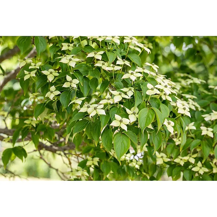 Pflanzen für dich Blumen-Hartriegel Blumen-Hartriegel - Cornus kousa chinensis 'Kreuzdame', Aktuelle Wuchshöhe: 80 cm - 100 cm, Weiß - Hellgelbe, sternförmige Blüten mit grünen Blättern an einem Baumzweig.