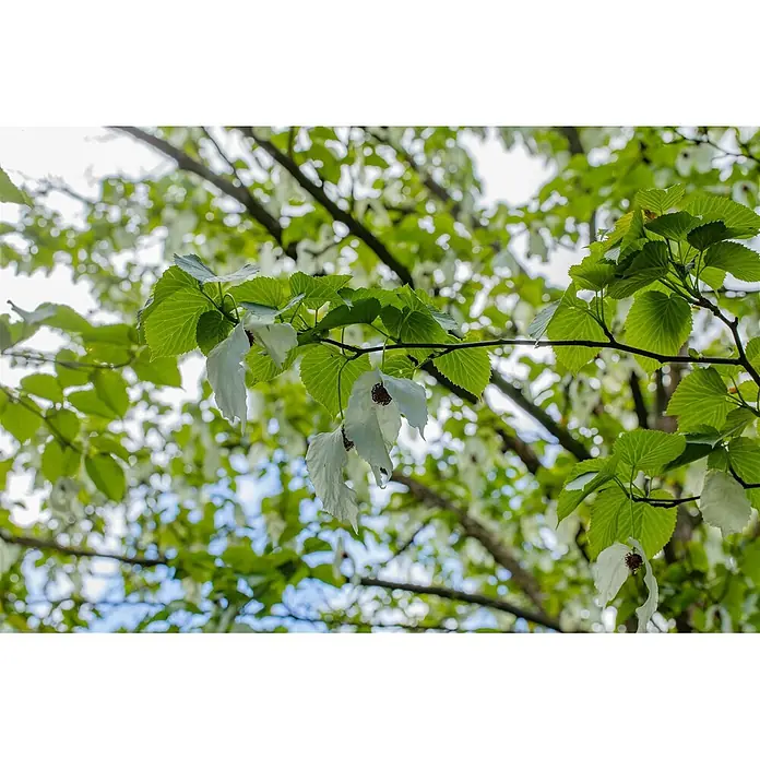 Pflanzen für dich Blumen-Hartriegel 40-60 cm - Davidia involucrata, Aktuelle Wuchshöhe: 40 cm - 60 cm, Weiß - Nahaufnahme eines Taschentuchbaumastes mit grünen Blättern und weißen, hängenden Blütenhüllblättern mit dunklen Zentren.