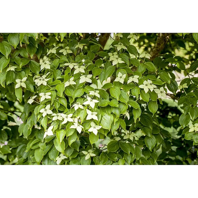 Pflanzen für dich Blumen-Hartriegel Blumen-Hartriegel - Cornus kousa chinensis 'Kreuzdame', Aktuelle Wuchshöhe: 80 cm - 100 cm, Weiß - Ein Zweig eines Hartriegelbaums mit üppigen grünen Blättern und vielen weißen, vierblättrigen Blüten.