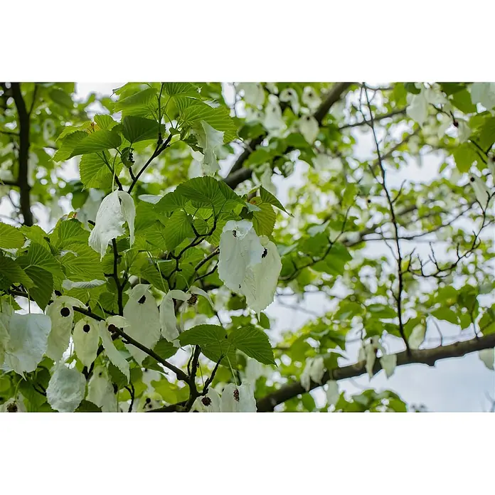 Pflanzen für dich Blumen-Hartriegel 40-60 cm - Davidia involucrata, Aktuelle Wuchshöhe: 40 cm - 60 cm, Weiß - Äste eines Taubenbaums mit grünen Blättern und weißen Hochblättern.