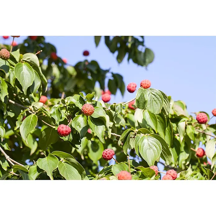 Pflanzen für dich Blumen-Hartriegel Blumen-Hartriegel - Cornus kousa chinensis 'Kreuzdame', Aktuelle Wuchshöhe: 80 cm - 100 cm, Weiß - Rote, genoppte Beeren an einem Baum mit grünen Blättern.