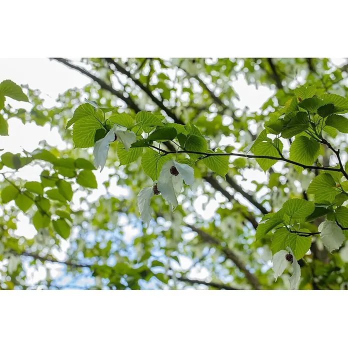 Pflanzen für dich Blumen-Hartriegel 40-60 cm - Davidia involucrata, Aktuelle Wuchshöhe: 40 cm - 60 cm, Weiß - Ein Ast mit hellgrünen Blättern und markanten weißen, blattartigen Blüten, einige mit dunkler Mitte, vor hellem Himmel.