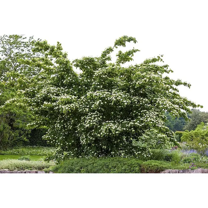 Pflanzen für dich Blumen-Hartriegel Blumen-Hartriegel - Cornus kousa chinensis 'Kreuzdame', Aktuelle Wuchshöhe: 80 cm - 100 cm, Weiß - Großer blühender Baum mit weißen Blüten und grünen Blättern in einem Garten.