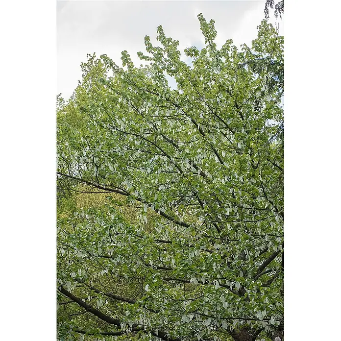 Pflanzen für dich Blumen-Hartriegel 40-60 cm - Davidia involucrata, Aktuelle Wuchshöhe: 40 cm - 60 cm, Weiß - Baum mit frischen grünen Blättern und zahlreichen weißen, hängenden Hochblättern.