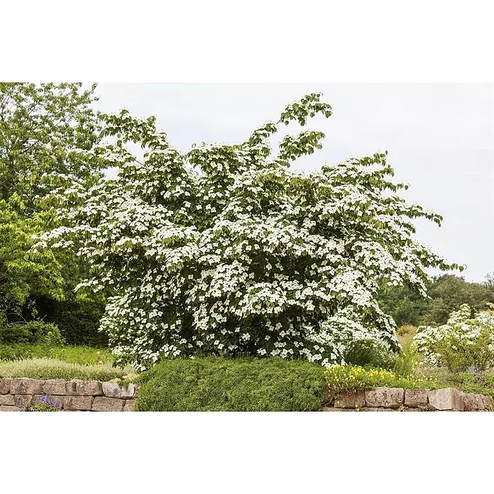Pflanzen für dich Blumen-Hartriegel Blumen-Hartriegel - Cornus kousa chinensis 'Kreuzdame', Aktuelle Wuchshöhe: 80 cm - 100 cm, Weiß - Großer Blütenstrauch mit vielen weißen Blüten in einer Gartenlandschaft, umgeben von Grün und einer Steinmauer.