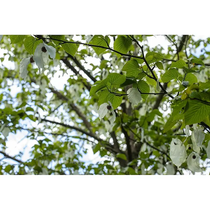Pflanzen für dich Blumen-Hartriegel 40-60 cm - Davidia involucrata, Aktuelle Wuchshöhe: 40 cm - 60 cm, Weiß - Weiße, blütenähnliche Hochblätter mit rotbraunen Zentren hängen von grün belaubten Ästen eines Baumes.