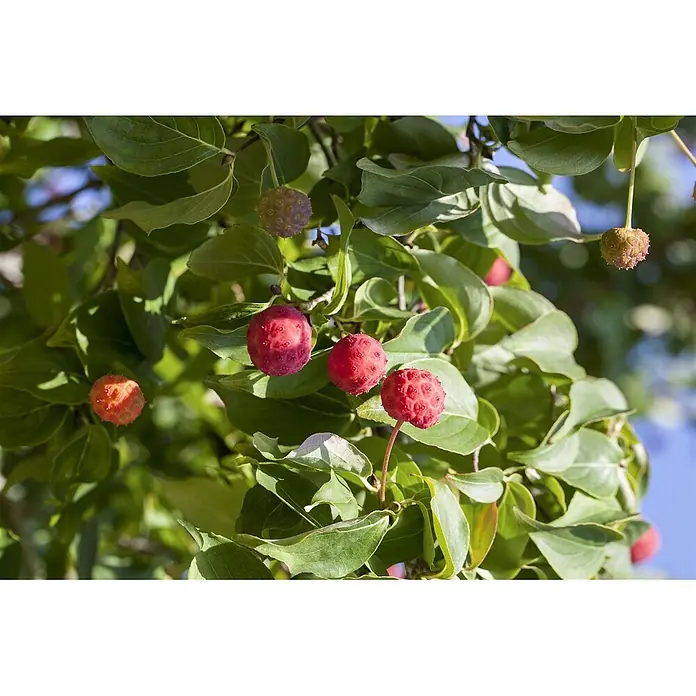 Pflanzen für dich Blumen-Hartriegel Blumen-Hartriegel - Cornus kousa chinensis 'Kreuzdame', Aktuelle Wuchshöhe: 80 cm - 100 cm, Weiß - Rote, stachelige Beeren hängen an einem Ast zwischen grünen Blättern, einige unreif in Orange- und Lilatönen.