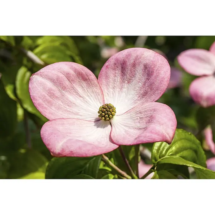 Pflanzen für dich Blumen-Hartriegel 40-60 cm - Cornus kousa 'Satomi Compact', Aktuelle Wuchshöhe: 40 cm - 60 cm, Rosa - Leuchtend rosa Blume mit vier Blütenblättern und einem strukturierten grüngelben Zentrum.