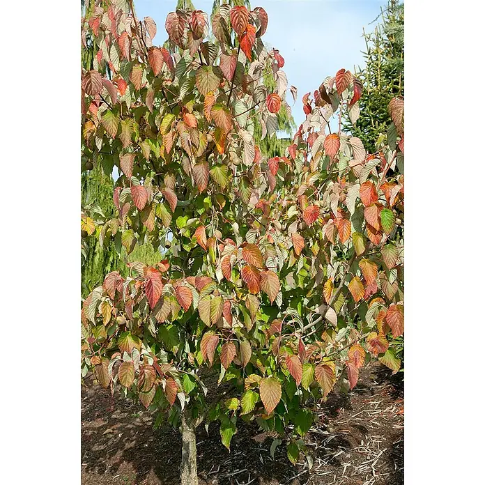 Pflanzen für dich Blumen-Hartriegel 100-125 cm - Davidia involucrata 'Sonoma', Aktuelle Wuchshöhe: 100 cm - 125 cm, Weiß - Laubstrauch mit grünen, roten und orangefarbenen Blättern sowie kleinen Früchten im Garten.