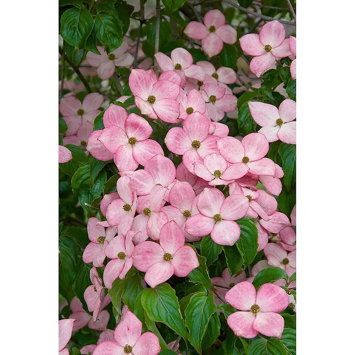 Pflanzen für dich Blumen-Hartriegel 40-60 cm - Cornus kousa 'Satomi Compact', Aktuelle Wuchshöhe: 40 cm - 60 cm, Rosa - Gruppe leuchtend rosa Hartriegelblüten mit grünen Blättern.