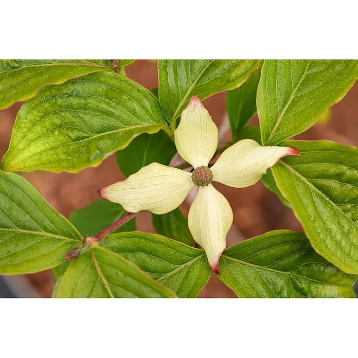 Pflanzen für dich Blumen-Hartriegel 40-60 cm - Cornus kousa var. chinensis 'Claudia', Aktuelle Wuchshöhe: 40 cm - 60 cm, Weiß - Creme-Hartriegelblüte mit rot gespitzten Blütenblättern und strukturiertem Zentrum, umgeben von grünen Blättern.