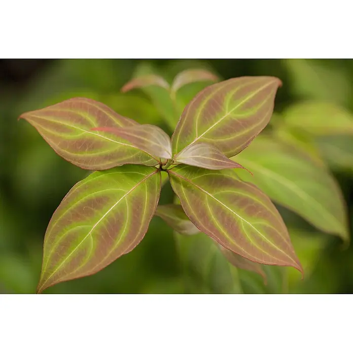 Pflanzen für dich Blumen-Hartriegel 40-60 cm - Cornus kousa 'Teutonia', Aktuelle Wuchshöhe: 40 cm - 60 cm, Weiß - Grüne und rotbraune Blätter mit ausgeprägten Adern, die einen Cluster an einem Stiel bilden.