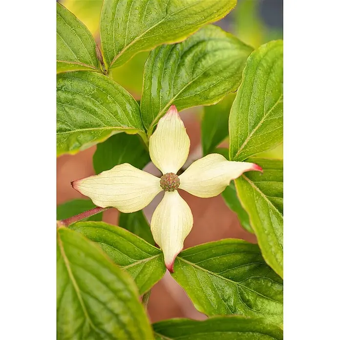 Pflanzen für dich Blumen-Hartriegel 40-60 cm - Cornus kousa var. chinensis 'Claudia', Aktuelle Wuchshöhe: 40 cm - 60 cm, Weiß - Cremeweiße Hartriegelblüte mit rotspitzigen Hochblättern und grünen Blättern, mit Wassertropfen.