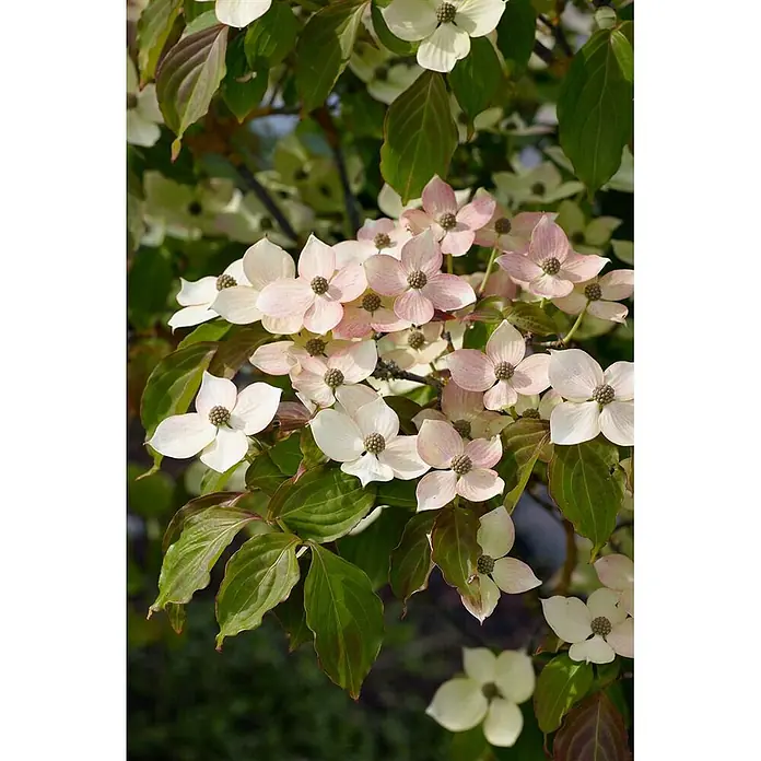 Pflanzen für dich Blumen-Hartriegel 40-60 cm - Cornus kousa 'Teutonia', Aktuelle Wuchshöhe: 40 cm - 60 cm, Weiß - Rosa und weiße Hartriegelblüten an einem Zweig mit grünen Blättern.