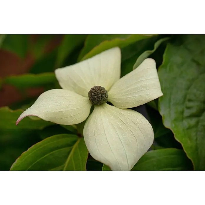 Pflanzen für dich Blumen-Hartriegel 40-60 cm - Cornus kousa var. chinensis 'Claudia', Aktuelle Wuchshöhe: 40 cm - 60 cm, Weiß - Weiße Blüte mit vier Blütenblättern und einem strukturierten dunklen Zentrum, mit Wassertropfen.