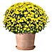 Deroma White Garden Pflanztopf Cylindro Bordato 