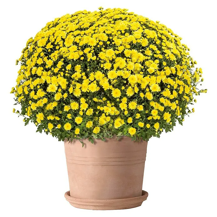 afrikanischer gummibaum Großer Afrikanischer Feigenbaum, 100-110cm – Green Me Up