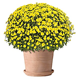 Deroma White Garden Pflanztopf Cylindro Bordato (Naturmaterialien, Terracotta)