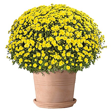 Deroma White Garden Pflanztopf Cylindro Bordato (Naturmaterialien, Terracotta)