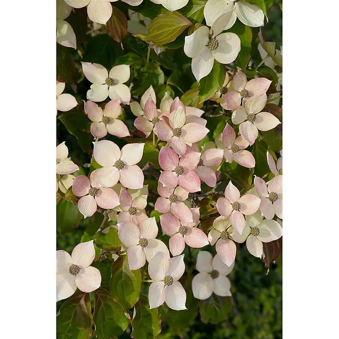 Pflanzen für dich Blumen-Hartriegel 40-60 cm - Cornus kousa 'Teutonia', Aktuelle Wuchshöhe: 40 cm - 60 cm, Weiß - Zarte blassrosa und weiße Blüten mit vier Blütenblättern und kleinen grünen Zentren.