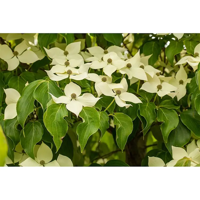 Pflanzen für dich Blumen-Hartriegel 40-60 cm - Cornus kousa var. chinensis 'Claudia', Aktuelle Wuchshöhe: 40 cm - 60 cm, Weiß - Sternförmige weiße Blüten und leuchtend grüne Blätter an einem Ast.