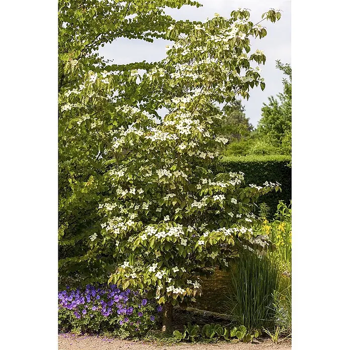 Pflanzen für dich Blumen-Hartriegel 40-60 cm - Cornus kousa 'Teutonia', Aktuelle Wuchshöhe: 40 cm - 60 cm, Weiß - Blühender Baum mit weißen Blüten in einem üppigen Garten neben einem Teich, mit lila und gelben Blumen in der Nähe.