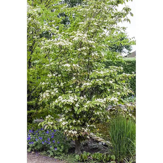 Pflanzen für dich Blumen-Hartriegel 40-60 cm - Cornus kousa 'Teutonia', Aktuelle Wuchshöhe: 40 cm - 60 cm, Weiß - Ein blühender Hartriegelbaum mit weißen sternförmigen Blüten und grünen Blättern in einem üppigen Garten neben einem Teich.