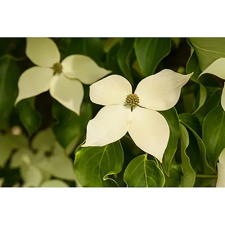 Pflanzen für dich  Blumen-Hartriegel Chinesischer Blumen-Hartriegel
