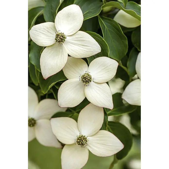 Pflanzen für dich Blumen-Hartriegel 60-80 cm - Cornus kousa 'Wieting's Select', Aktuelle Wuchshöhe: 60 cm - 80 cm, Weiß - Mehrere weiße, vierblättrige Blüten mit grünen Zentren, umgeben von sattgrünen Blättern.