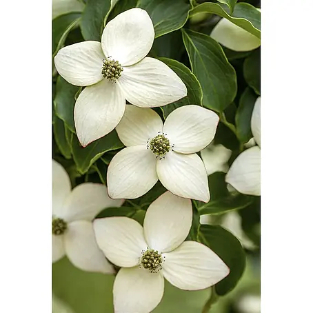 Pflanzen für dich  Blumen-Hartriegel 60-80 cm