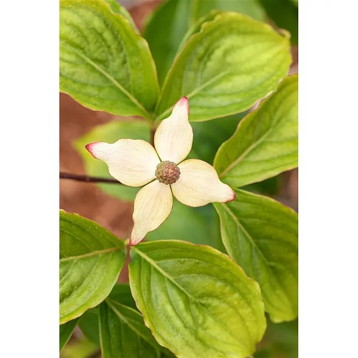Pflanzen für dich Blumen-Hartriegel 40-60 cm - Cornus kousa var. chinensis 'Claudia', Aktuelle Wuchshöhe: 40 cm - 60 cm, Weiß - Nahaufnahme einer cremeweißen Blüte mit rosa Spitzen und grün-braunem, strukturiertem Zentrum, umgeben von grünen Blättern.