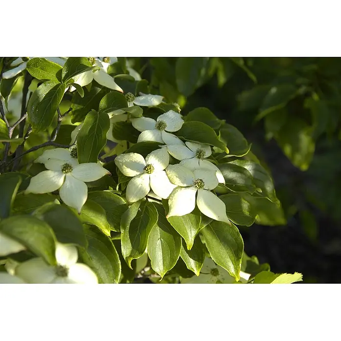 Pflanzen für dich Blumen-Hartriegel 60-80 cm - Cornus kousa 'Wieting's Select', Aktuelle Wuchshöhe: 60 cm - 80 cm, Weiß - Weiße Hartriegelblüten mit grünen Zentren und leuchtend grünen Blättern an einem Zweig.